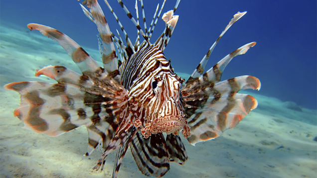 Illustration for article titled If You Don’t Like Any Of The Beautiful Fish In This List, Tell Us And We’ll Eat Them